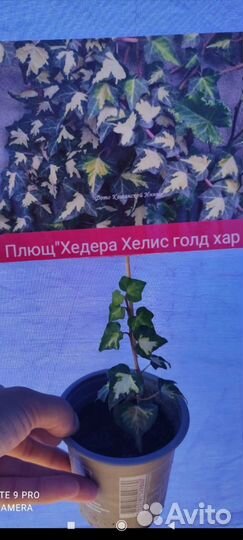 Плющ хедера