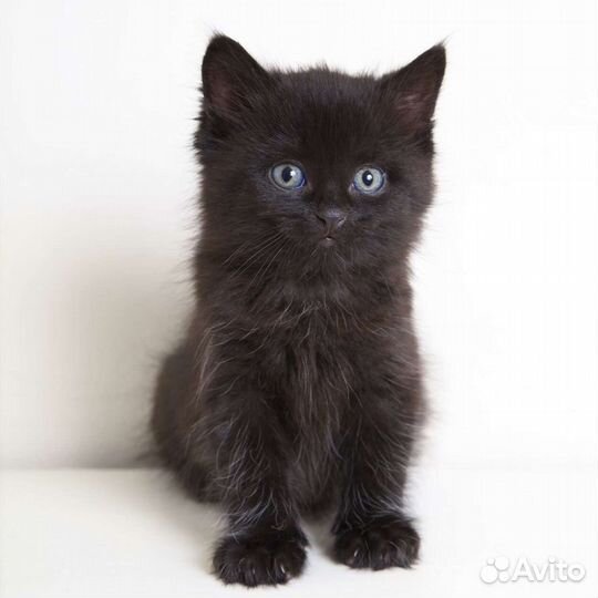 Красивый умный котенок мальчик в хорошие руки