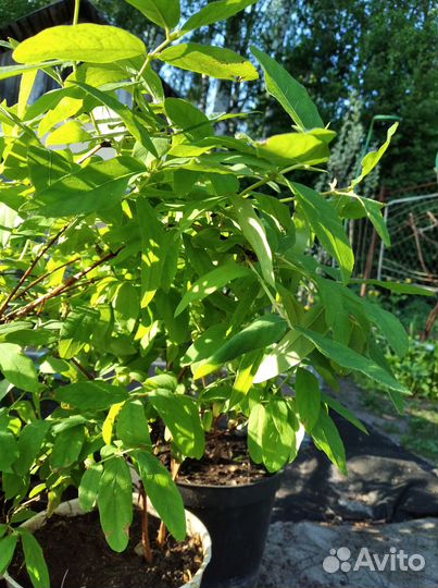 Саженцы жимолости