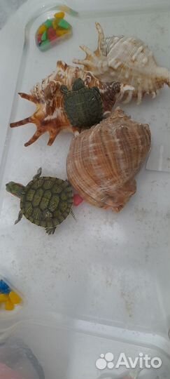 Красноухая черепаха