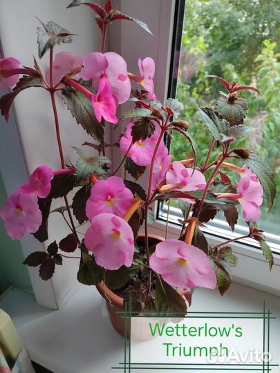 Ахименесы ризомы