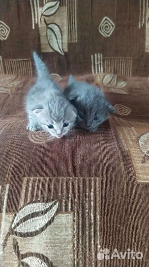 Кошки бесплатно