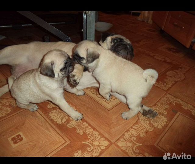 Щенки мопса