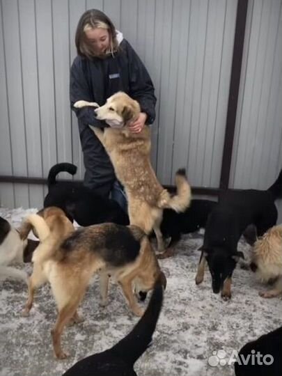 Выгул собак и зооняня