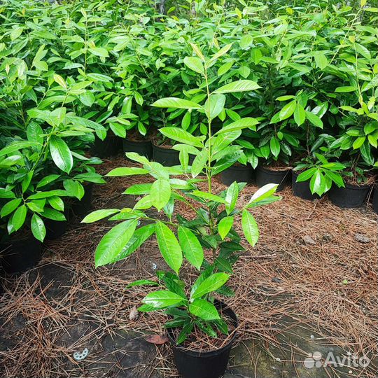 Лавровишня лекарственная