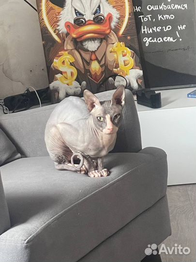 Донской сфинкс вязка