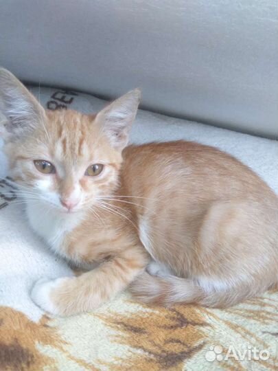 Кошка в дар