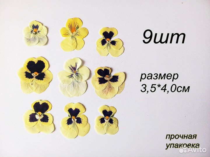 Сухоцветы виолы.Разные оттенки.Для творчества