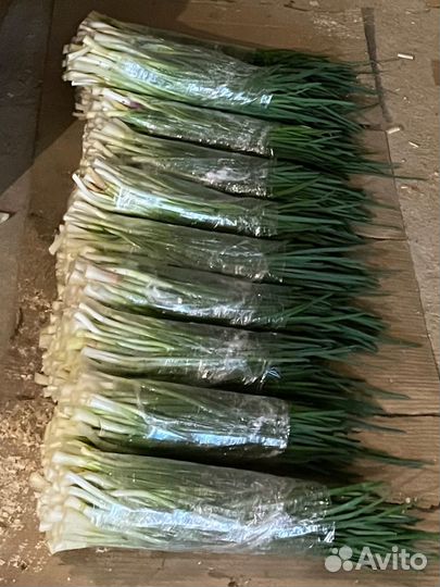 Лук зеленый