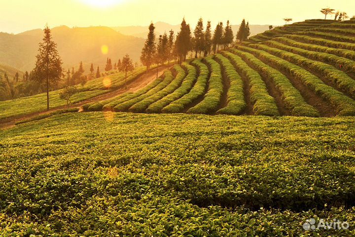 Пуэр Шу — Бодрый Чай Энергетик