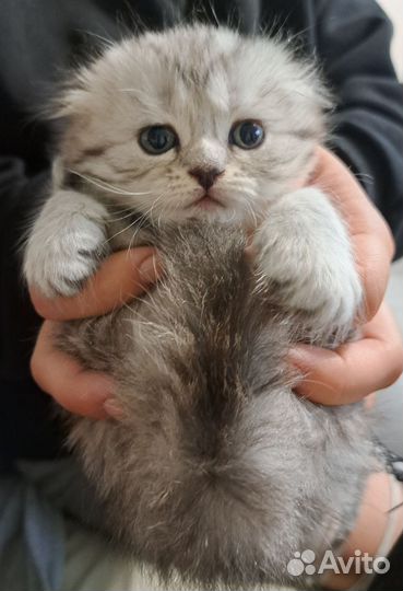 Шотландская вислоухая