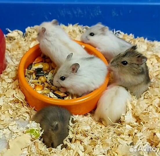 Джунгарские хомячки