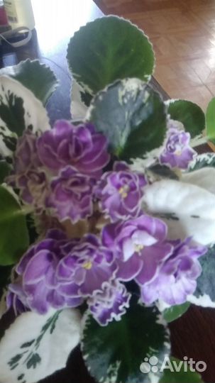 Цветущие сортовые фиалки