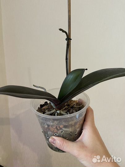 Фаленопсис Golden Beauty