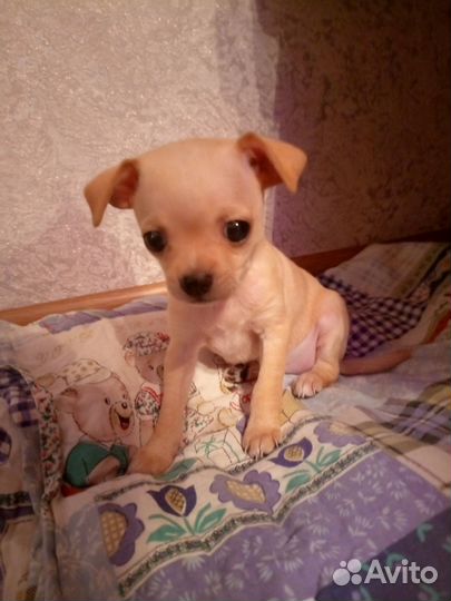 Продается щенок той-терьер