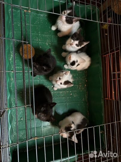Котята 1,5 месяца