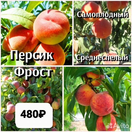 Персик 2ух летки