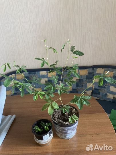 Мимоза стыдливая