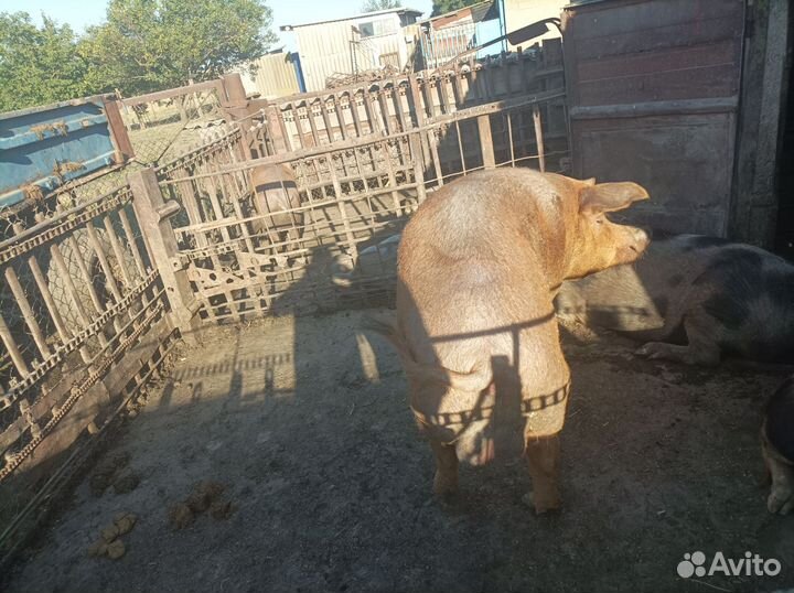 Продам хряка