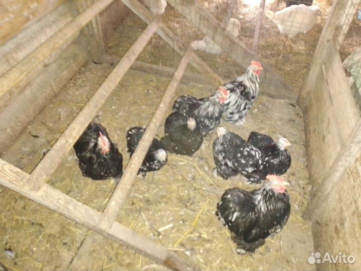 Карликовые кохинхины, селезни индоутки