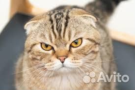 Сборщик заказов