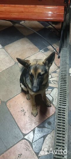 Немецкая овчарка