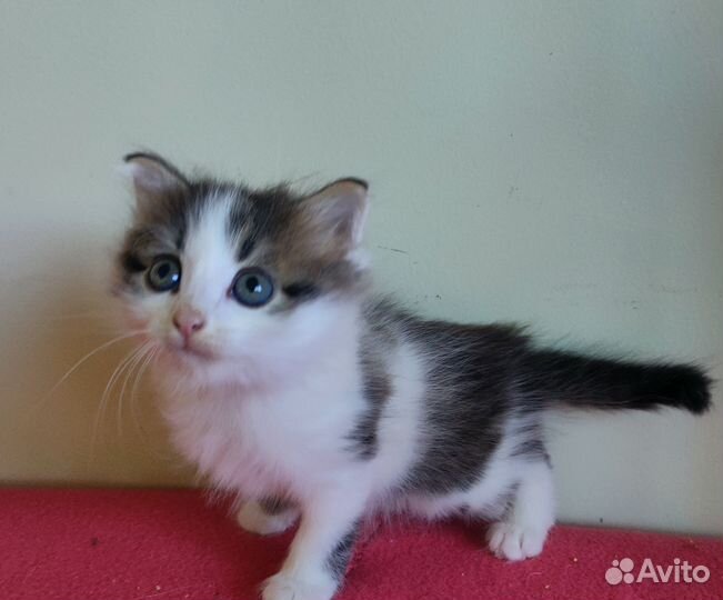 Очаровательные котята