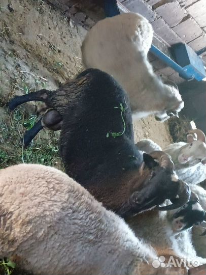 Продам баранов
