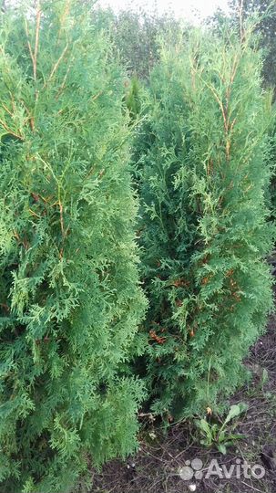 Туи Колумна, Смарагд,самшит ель