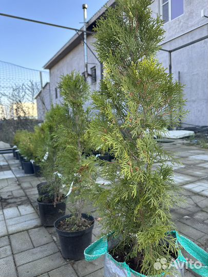 Туя Смарагд, Брабант, Колумна; 0,5-1м; 1-2м