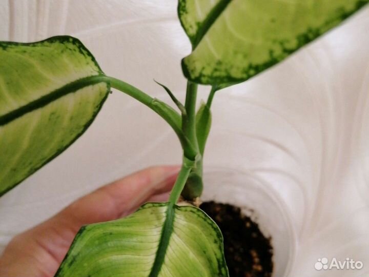 Дифенбахия