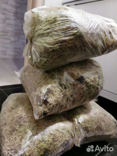 Мох сфагнум сухой