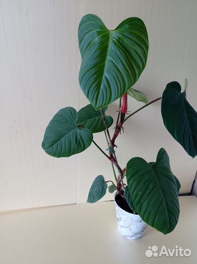 Филодендрон
