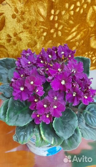 Комнатные цветы