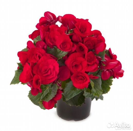 Бегония элатиор черенок