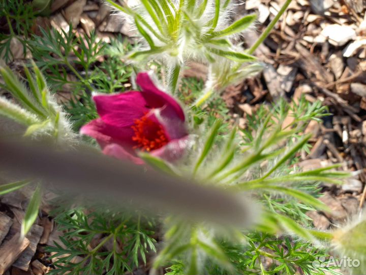 Прострел, или сон- трава