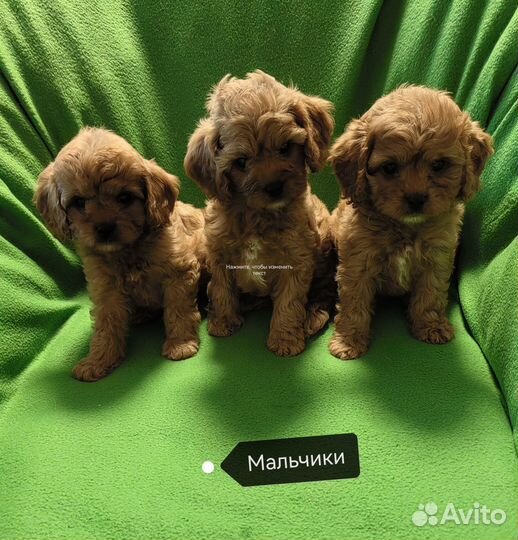 Детки кавапу