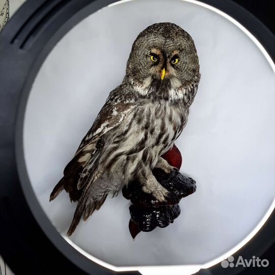 Чучело птицы