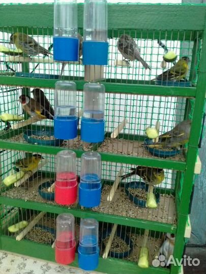 Лесные певчие птички: чижи,щеглы,репела,чечета -са