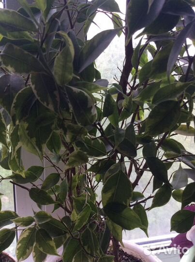 Комнатные цветочки много