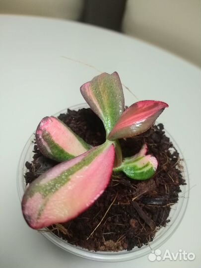 Суккуленты