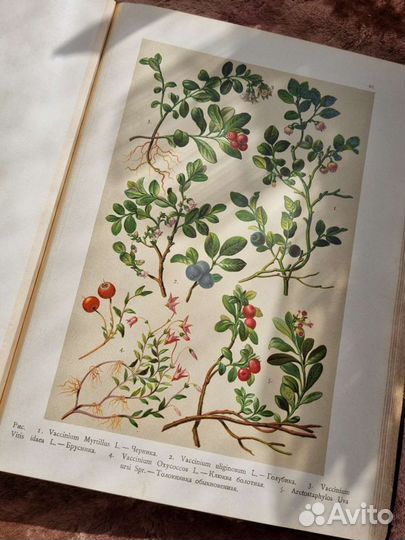 Хромолитографии Монтеверде Атлас Ботанический