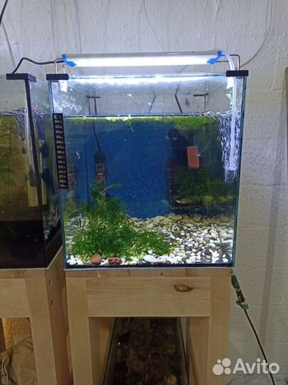 Аквариумные рыбки