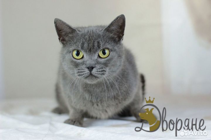 Ласковая кошечка Японка