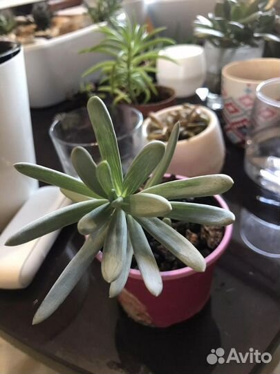 Суккуленты