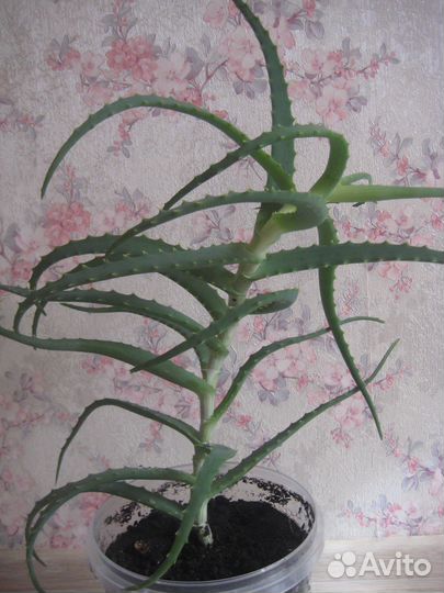 Алоэ лечебный