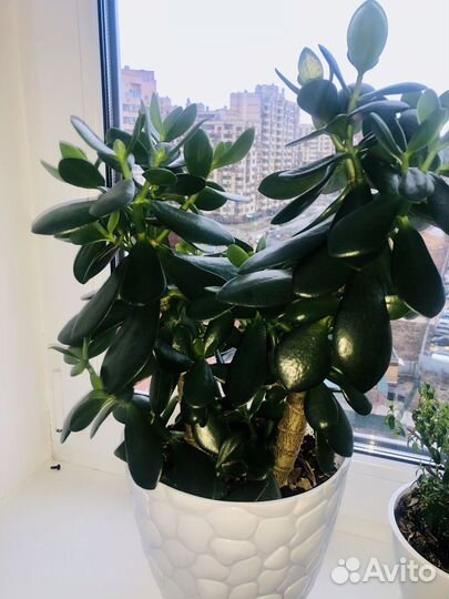 Денежное дерево