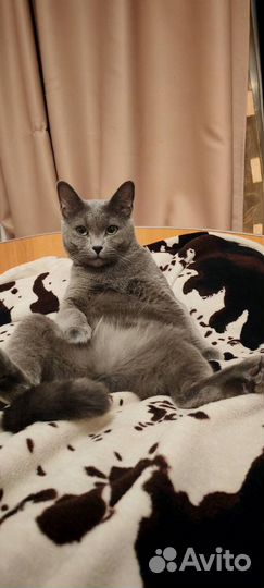 Русский голубой кот