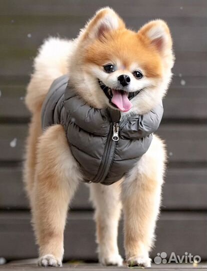 Жилет утепленный для собак Puppia