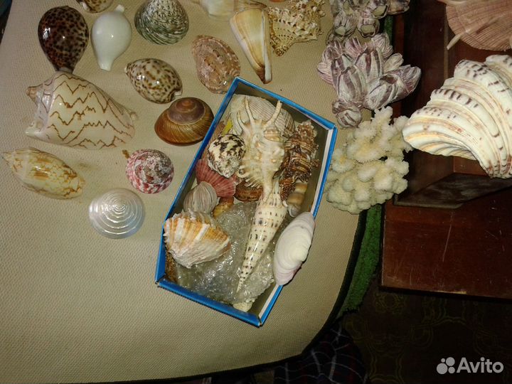 Панцири моллюсков (ракушки) коралл полип